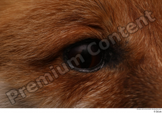 Red fox eye 0002.jpg